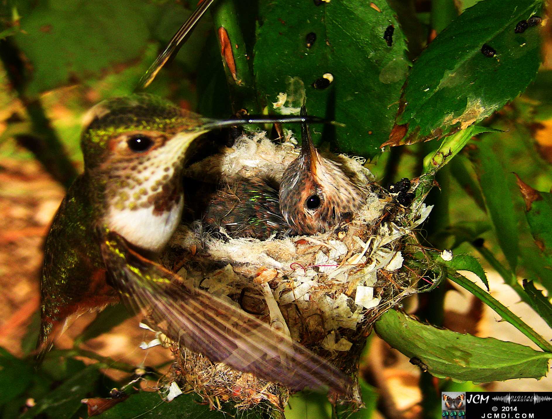 Allens Hummingbird chick and nest image 3-26-2014